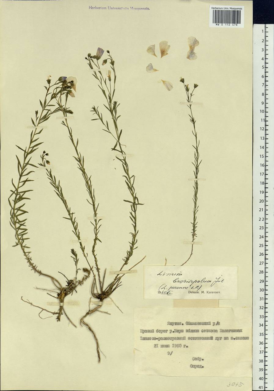 Linum perenne subsp. perenne, Siberia, Yakutia (S5) (Russia)