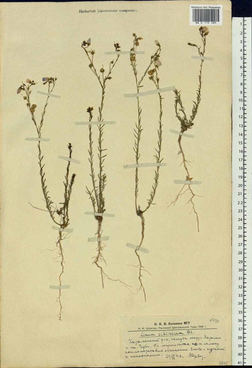 Linum perenne subsp. perenne, Siberia, Altai & Sayany Mountains (S2) (Russia)