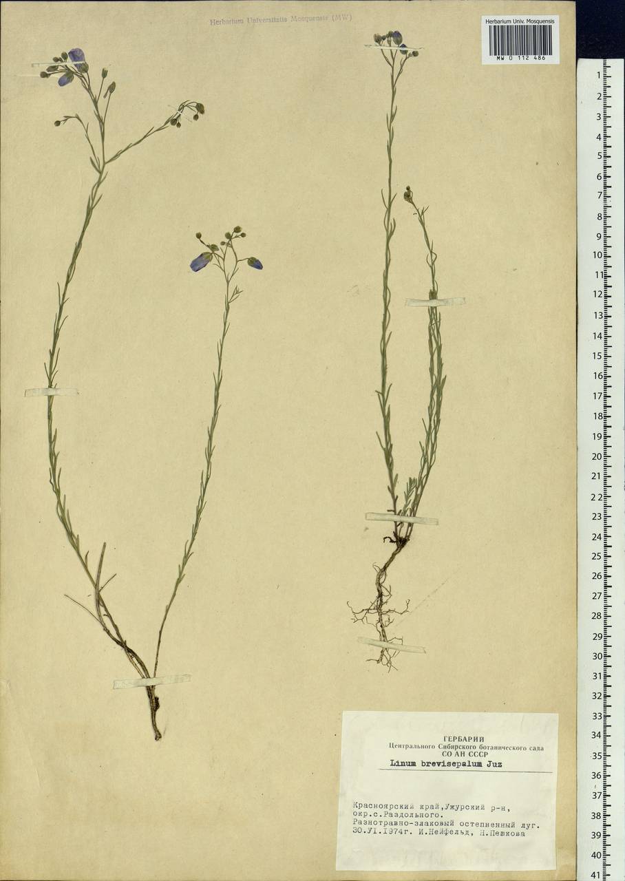 Linum perenne subsp. perenne, Siberia, Altai & Sayany Mountains (S2) (Russia)