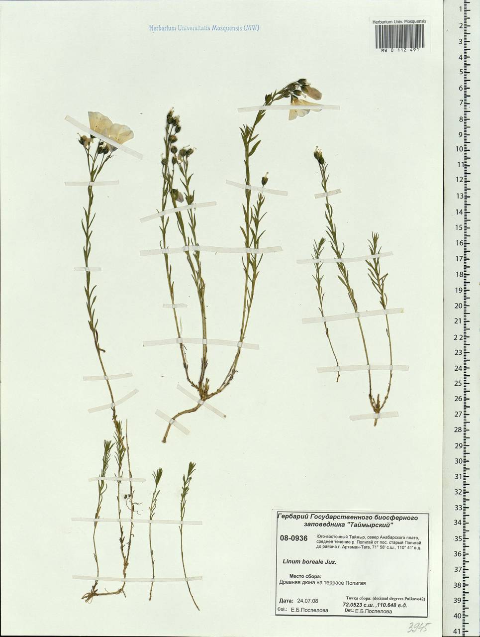 Linum komarovii subsp. boreale (Juz.) T.V. Egorova, Siberia, Central Siberia (S3) (Russia)