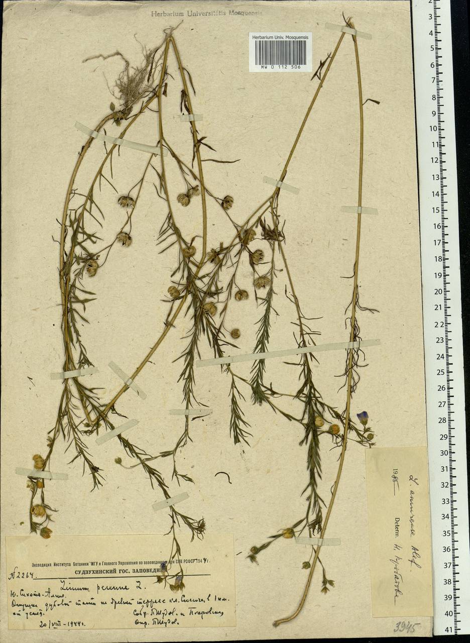 Linum amurense Alef., Siberia, Russian Far East (S6) (Russia)