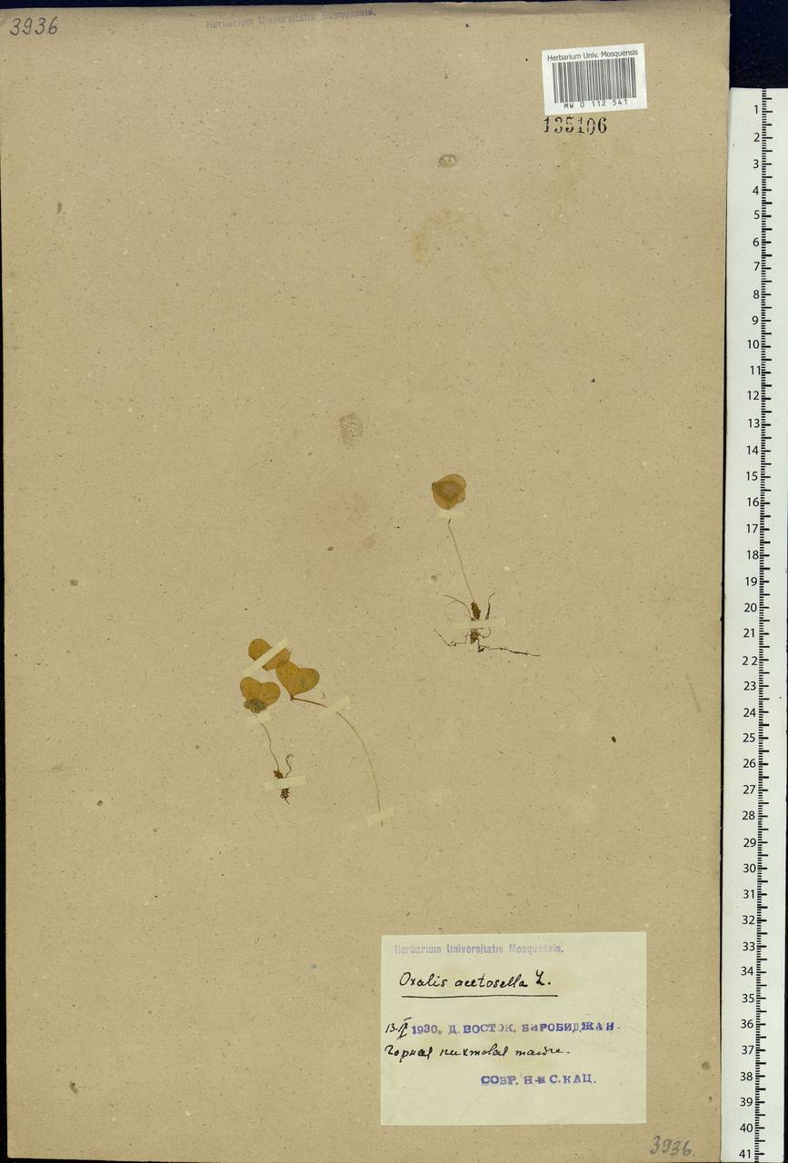 Oxalis acetosella L., Siberia, Russian Far East (S6) (Russia)