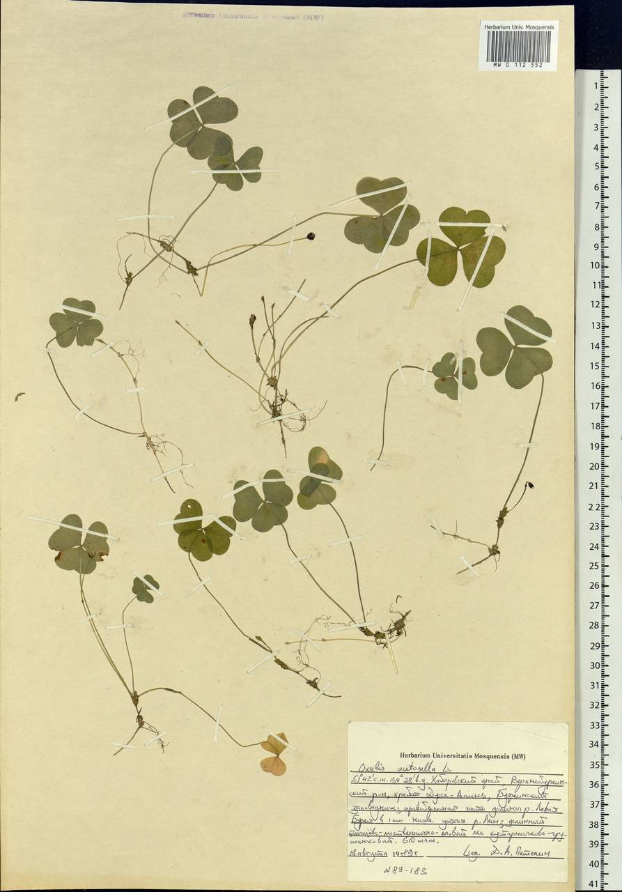 Oxalis acetosella L., Siberia, Russian Far East (S6) (Russia)