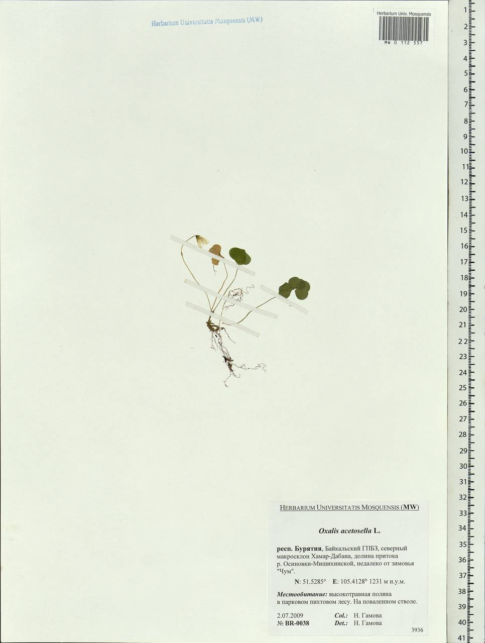Oxalis acetosella L., Siberia, Baikal & Transbaikal region (S4) (Russia)