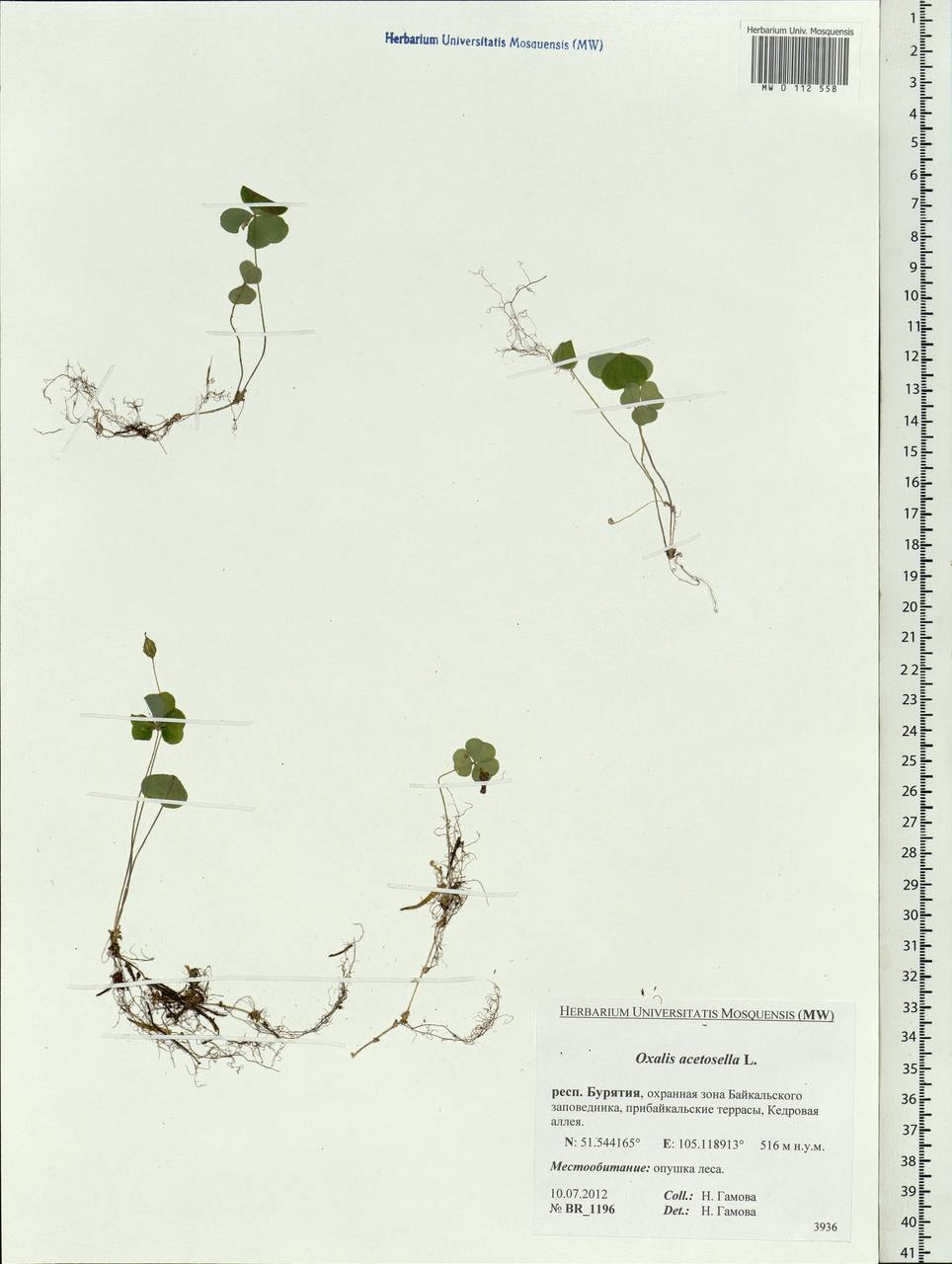 Oxalis acetosella L., Siberia, Baikal & Transbaikal region (S4) (Russia)