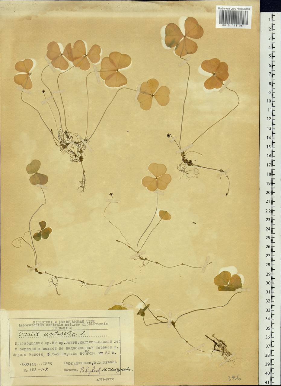 Oxalis acetosella L., Siberia, Central Siberia (S3) (Russia)