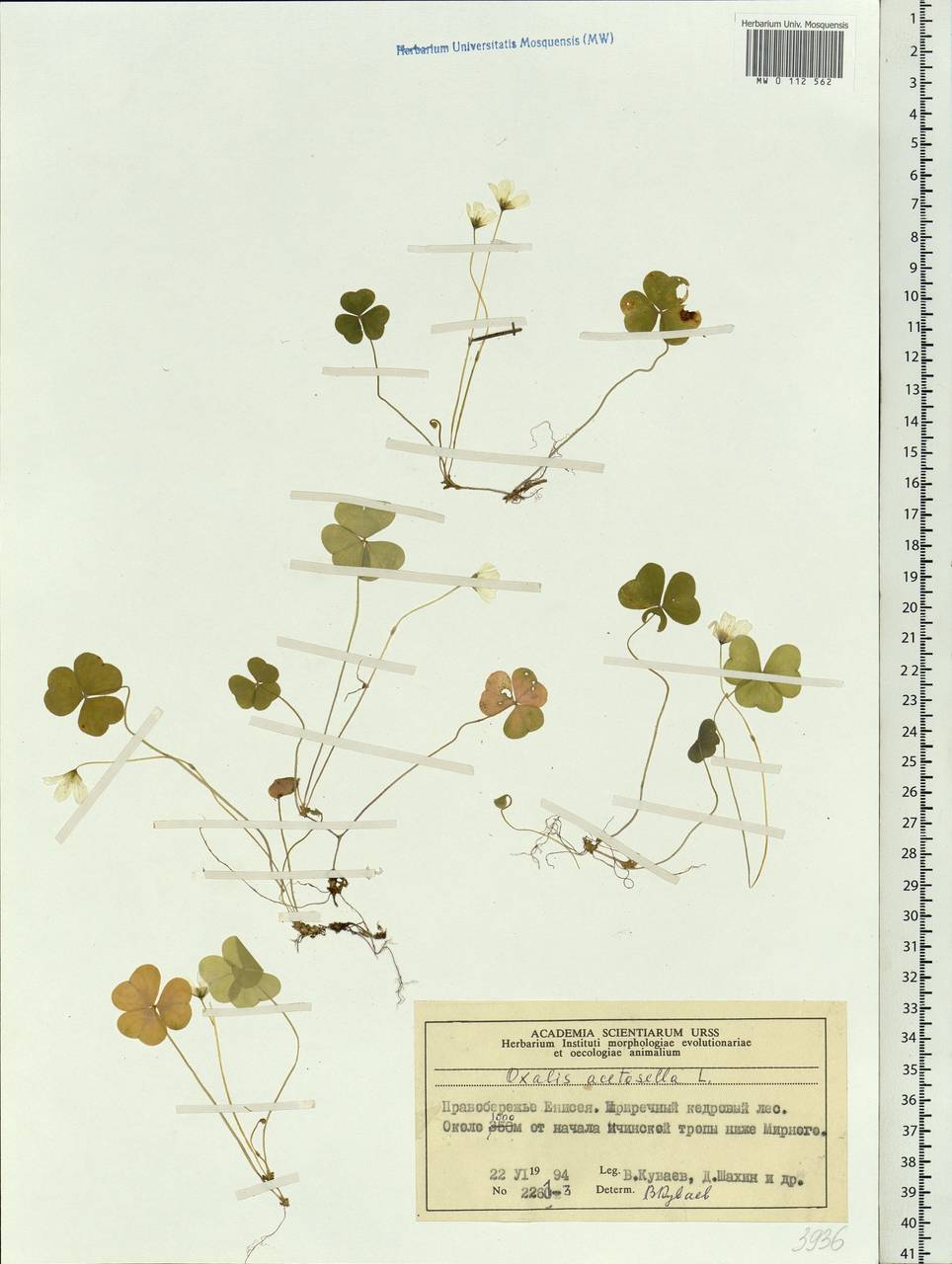 Oxalis acetosella L., Siberia, Central Siberia (S3) (Russia)