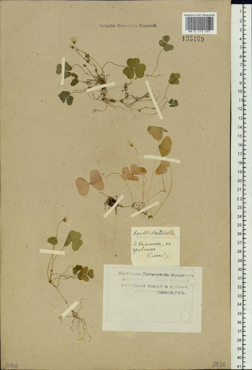 Oxalis acetosella L., Siberia, Western Siberia (S1) (Russia)