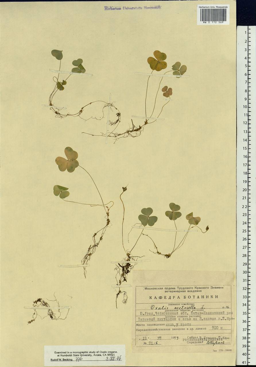 Oxalis acetosella L., Eastern Europe, Eastern region (E10) (Russia)