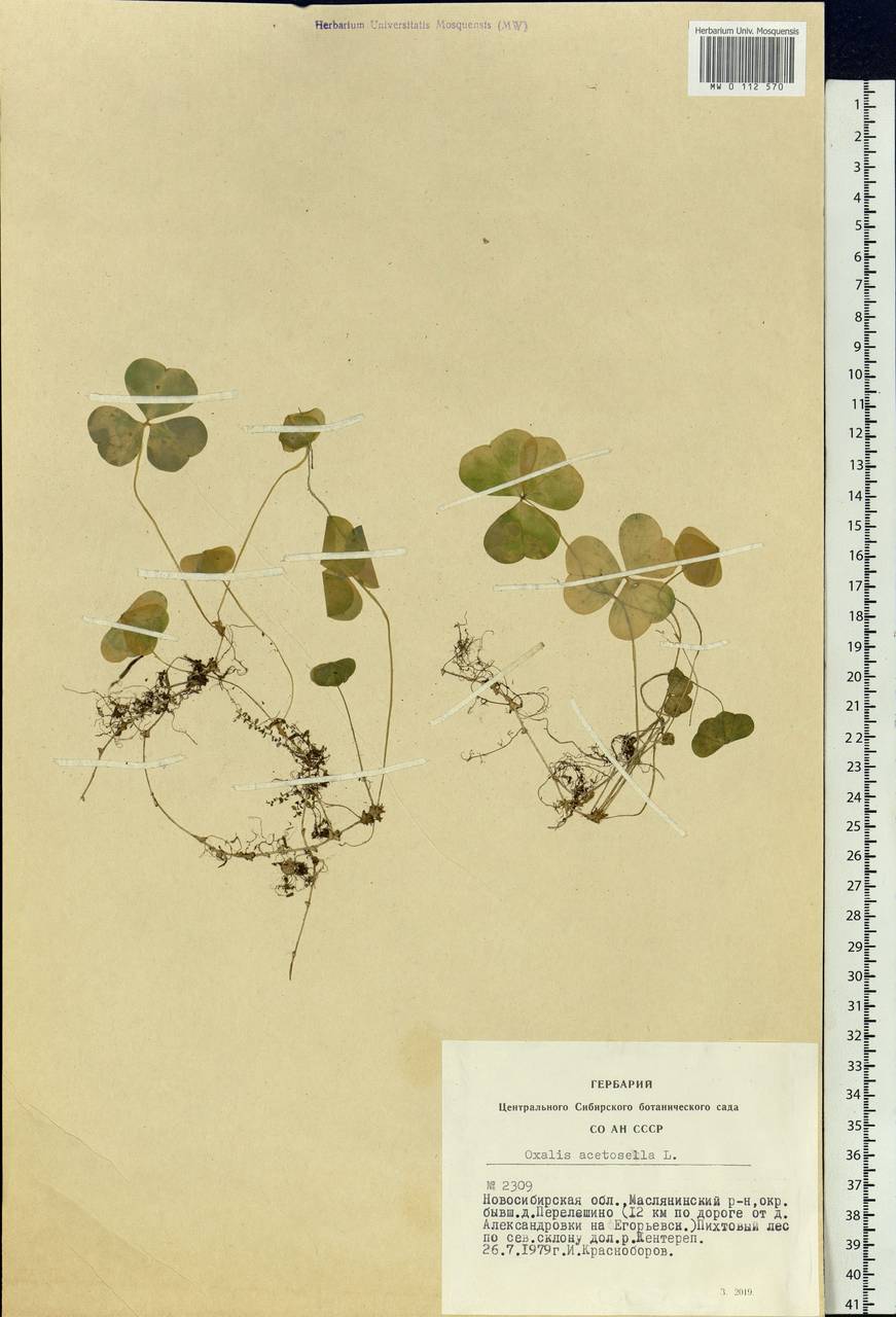 Oxalis acetosella L., Siberia, Western Siberia (S1) (Russia)