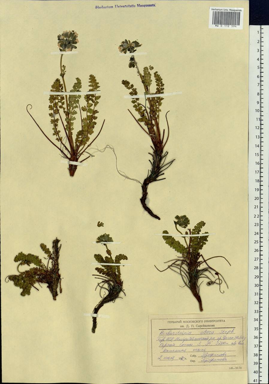 Biebersteinia odora Stephan, Siberia, Altai & Sayany Mountains (S2) (Russia)