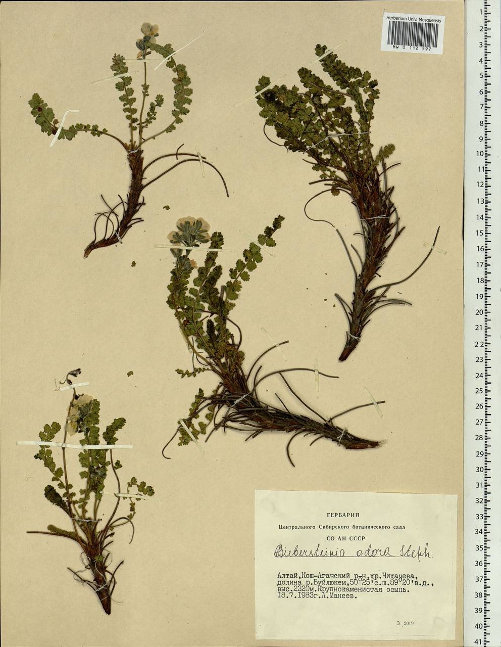 Biebersteinia odora Steph. ex [Fisch.], Siberia, Altai & Sayany Mountains (S2) (Russia)