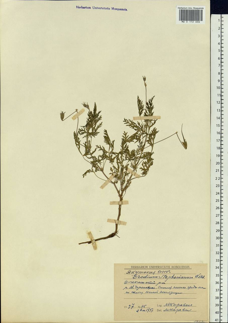 Erodium stephanianum Willd., Siberia, Yakutia (S5) (Russia)