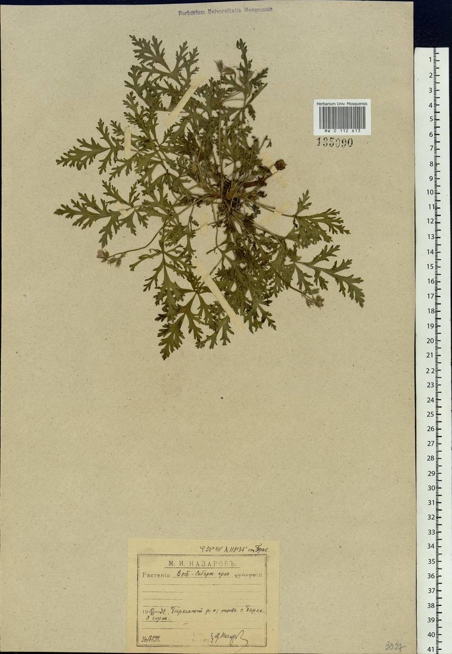 Erodium stephanianum Willd., Siberia, Baikal & Transbaikal region (S4) (Russia)