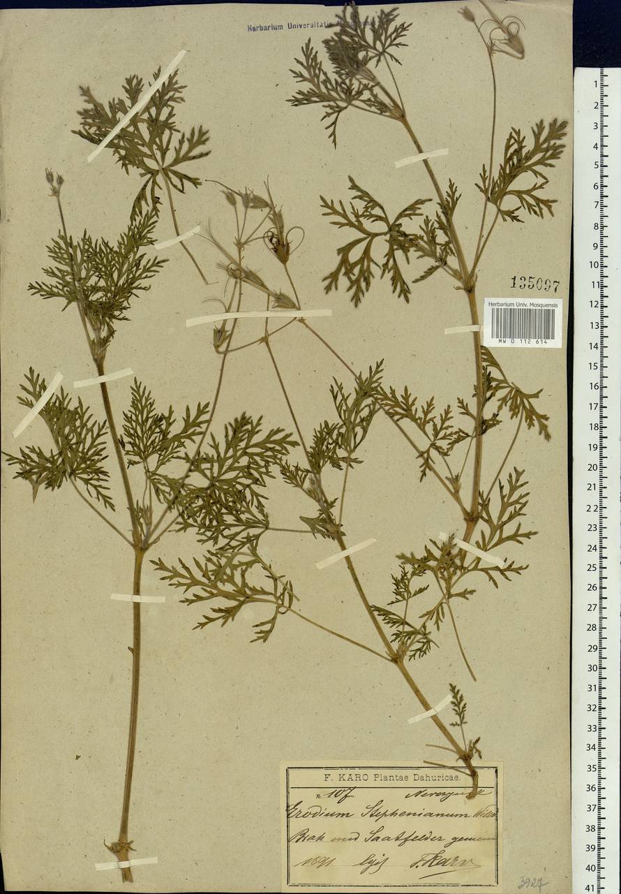 Erodium stephanianum Willd., Siberia, Baikal & Transbaikal region (S4) (Russia)