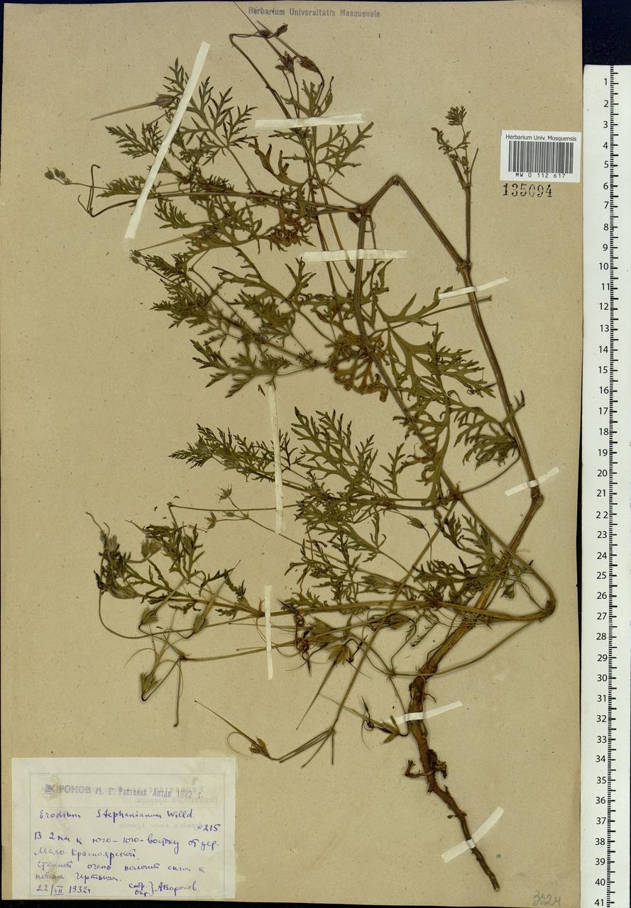 Erodium stephanianum Willd., Siberia, Western (Kazakhstan) Altai Mountains (S2a) (Kazakhstan)
