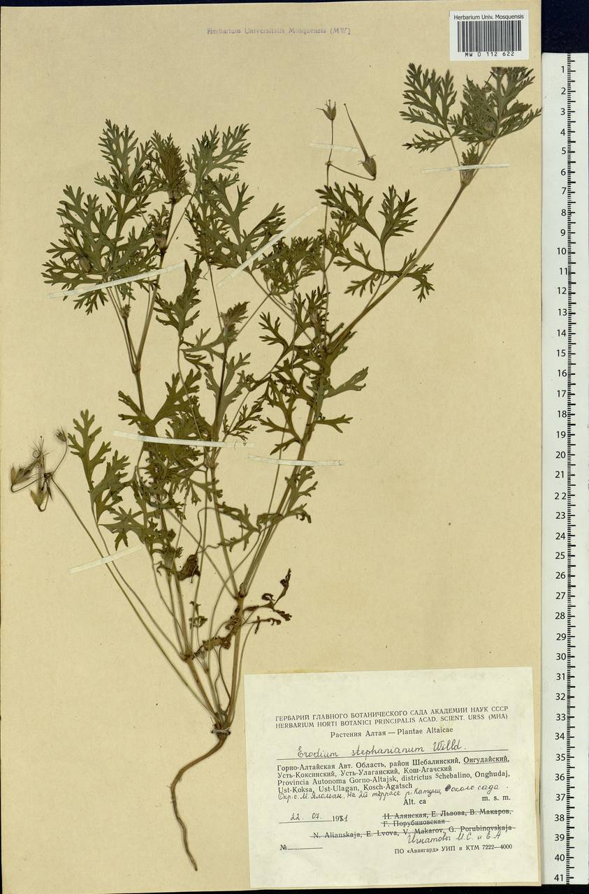 Erodium stephanianum Willd., Siberia, Altai & Sayany Mountains (S2) (Russia)