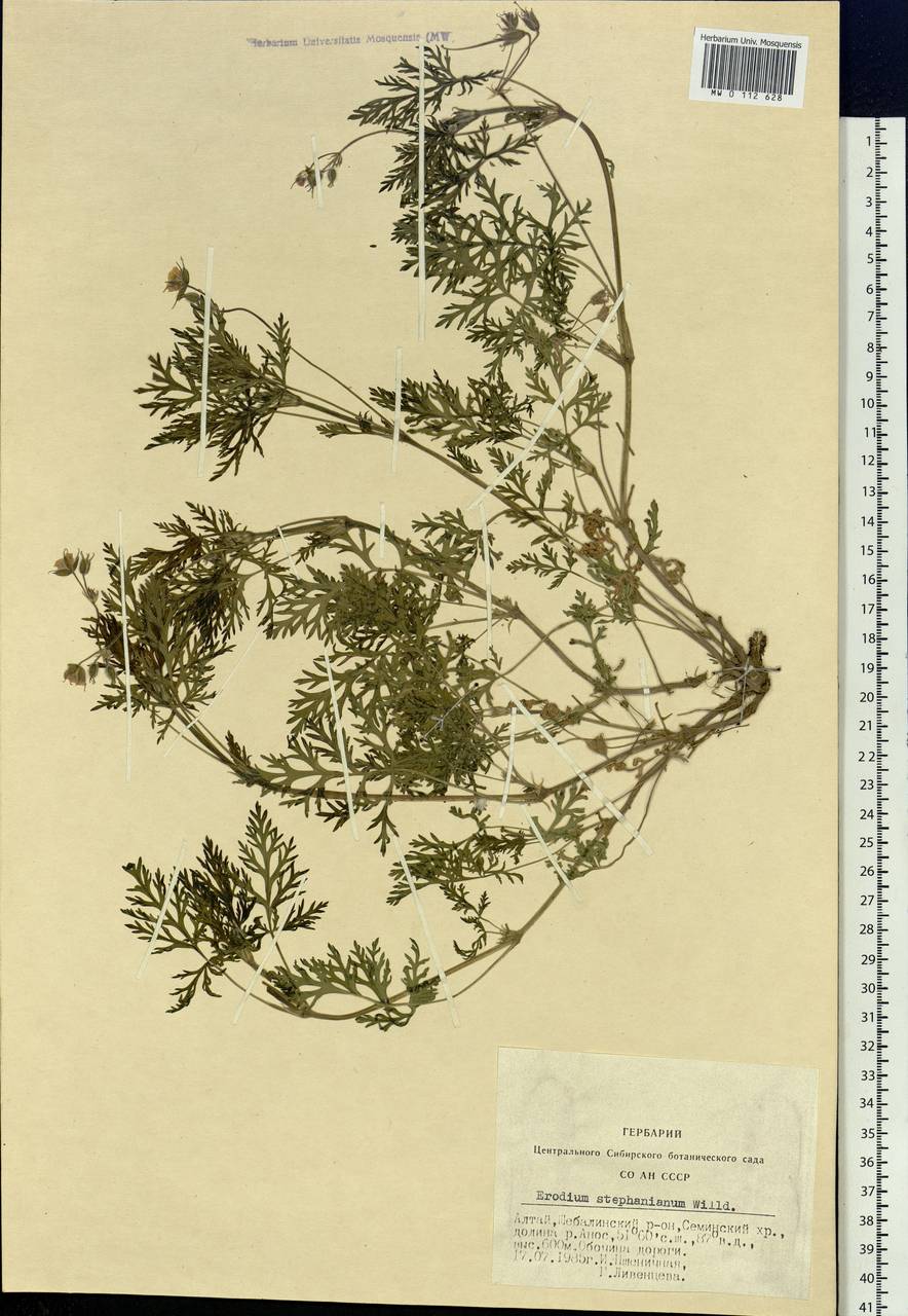 Erodium stephanianum Willd., Siberia, Altai & Sayany Mountains (S2) (Russia)