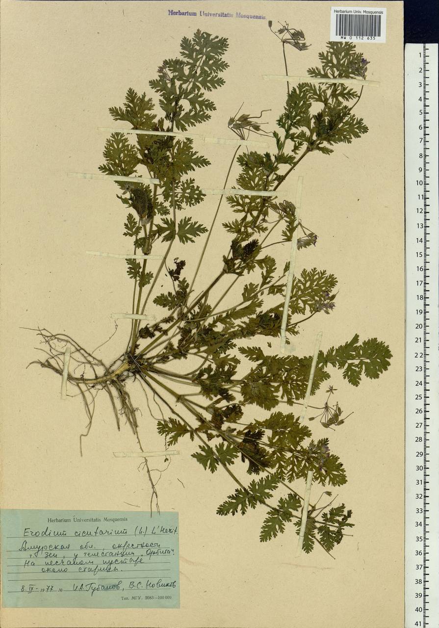 Erodium cicutarium, Siberia, Russian Far East (S6) (Russia)