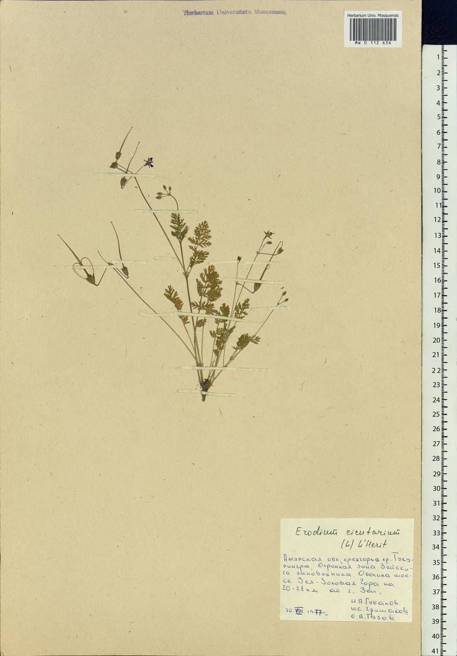 Erodium cicutarium, Siberia, Russian Far East (S6) (Russia)