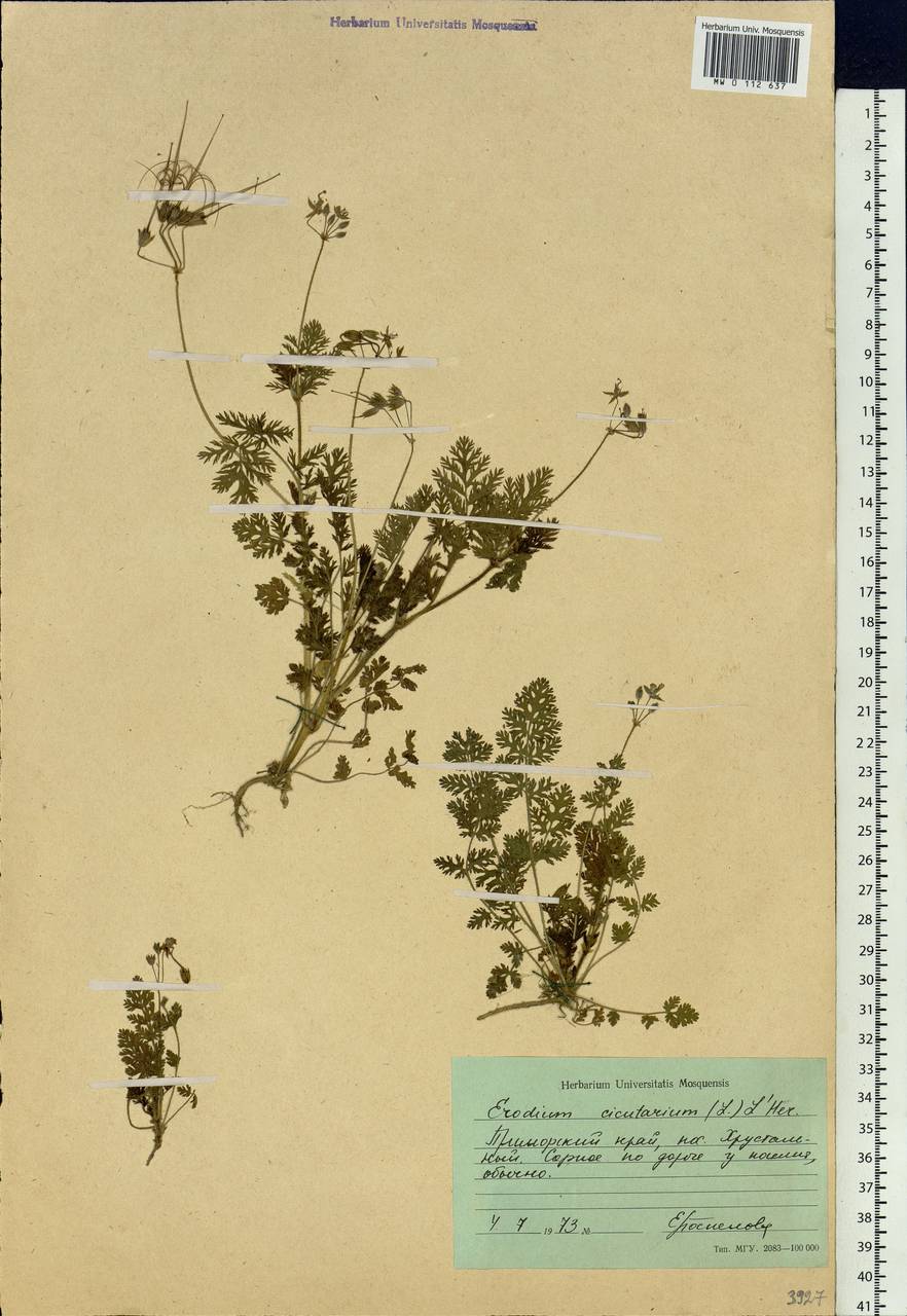 Erodium cicutarium (L.) L'Hér., Siberia, Russian Far East (S6) (Russia)
