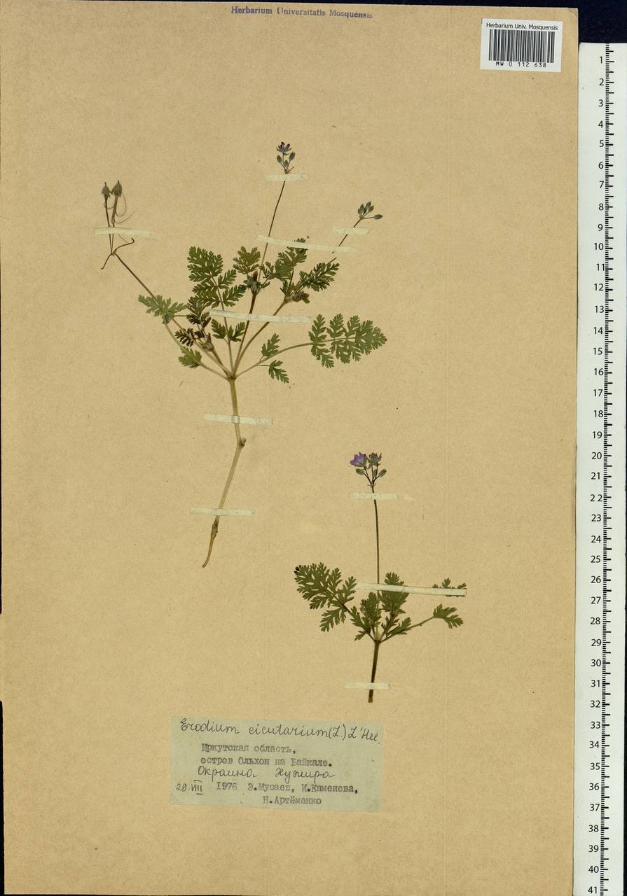 Erodium cicutarium, Siberia, Baikal & Transbaikal region (S4) (Russia)