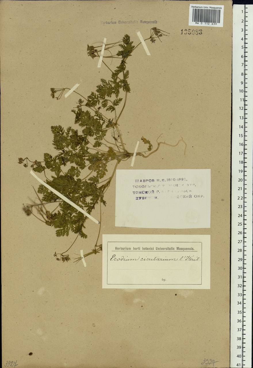 Erodium cicutarium (L.) L'Hér., Siberia (no precise locality) (S0) (Russia)