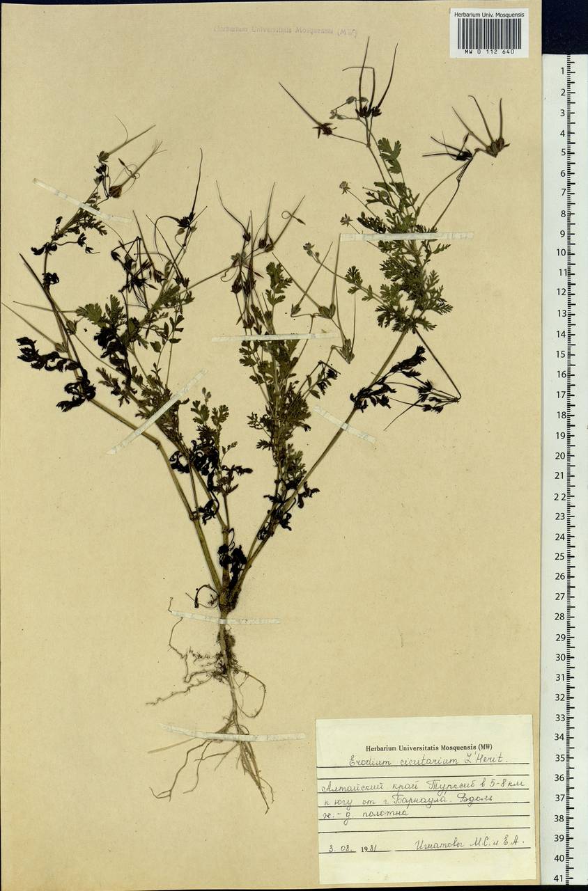 Erodium cicutarium (L.) L'Hér., Siberia, Altai & Sayany Mountains (S2) (Russia)