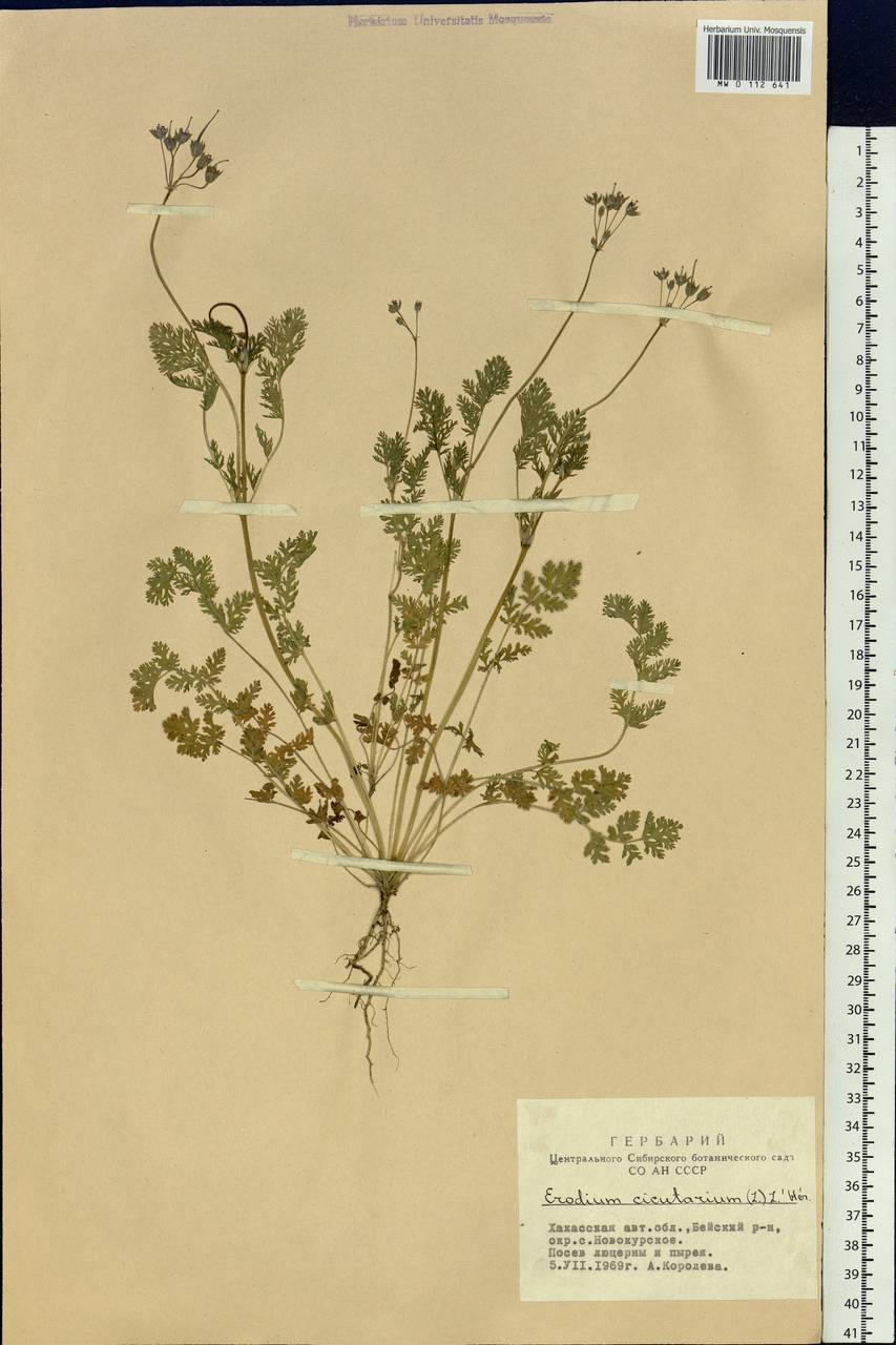 Erodium cicutarium (L.) L'Hér., Siberia, Altai & Sayany Mountains (S2) (Russia)