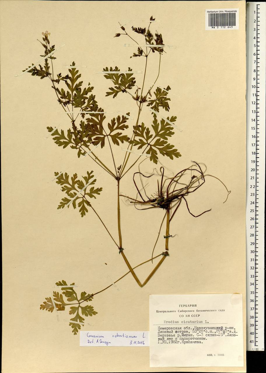 Geranium robertianum L., Siberia, Altai & Sayany Mountains (S2) (Russia)