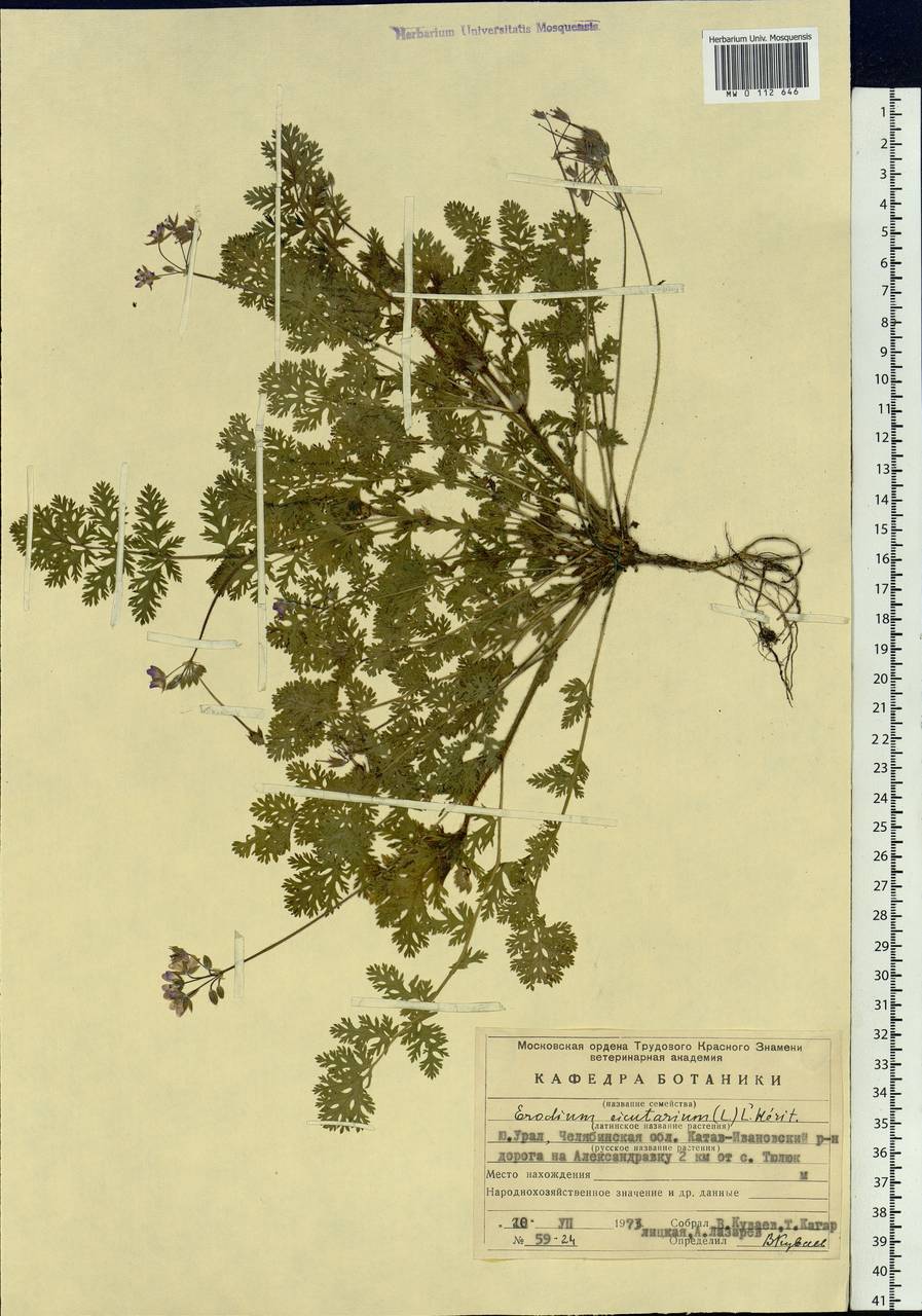 Erodium cicutarium (L.) L'Hér., Eastern Europe, Eastern region (E10) (Russia)