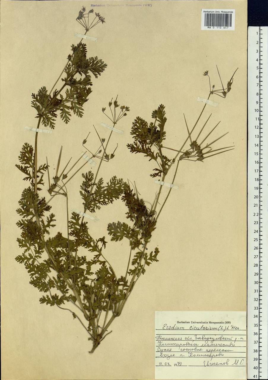 Erodium cicutarium, Siberia, Western Siberia (S1) (Russia)