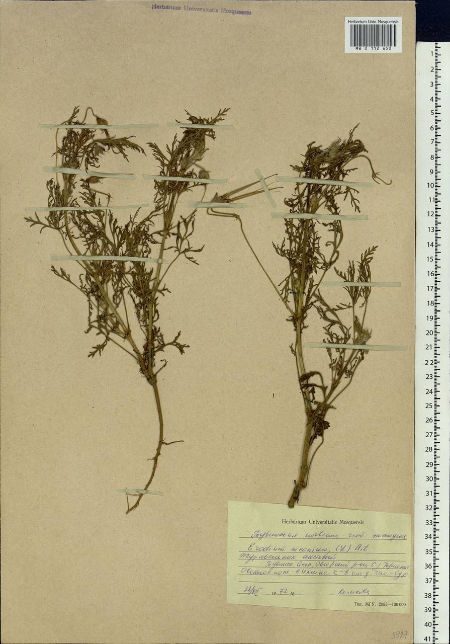 Erodium ciconium (L.) L'Hér., Siberia, Altai & Sayany Mountains (S2) (Russia)
