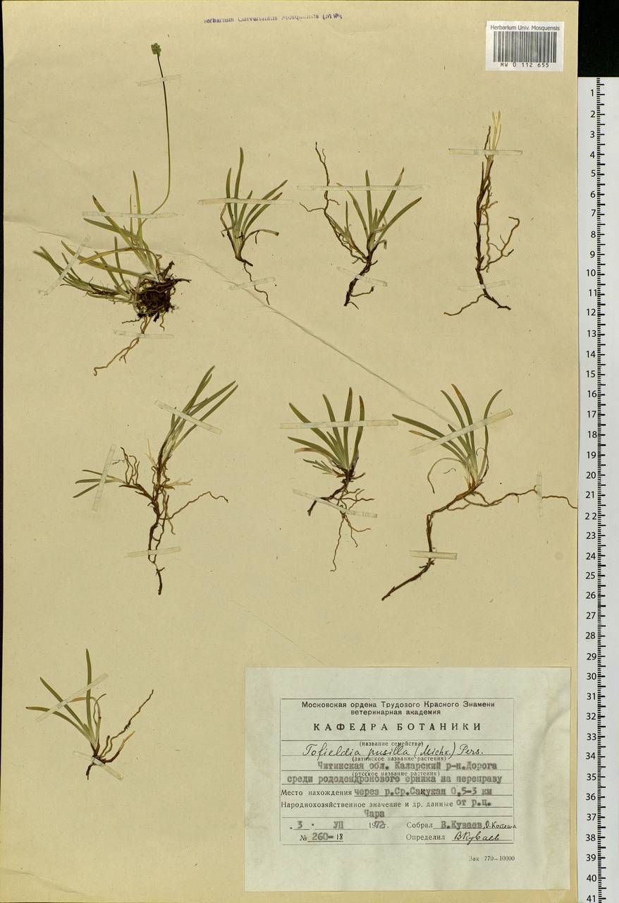 Tofieldia pusilla (Michx.) Pers., Siberia, Baikal & Transbaikal region (S4) (Russia)