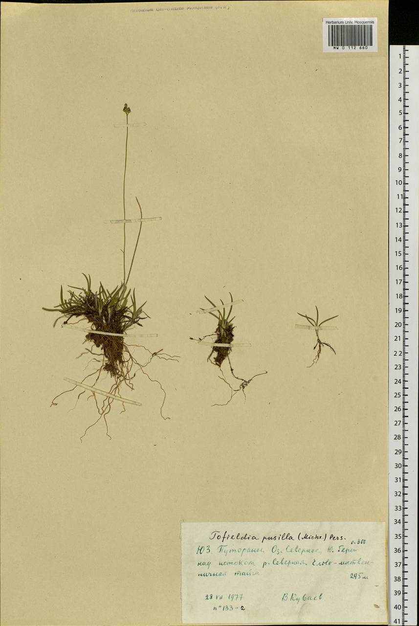 Tofieldia pusilla (Michx.) Pers., Siberia, Central Siberia (S3) (Russia)