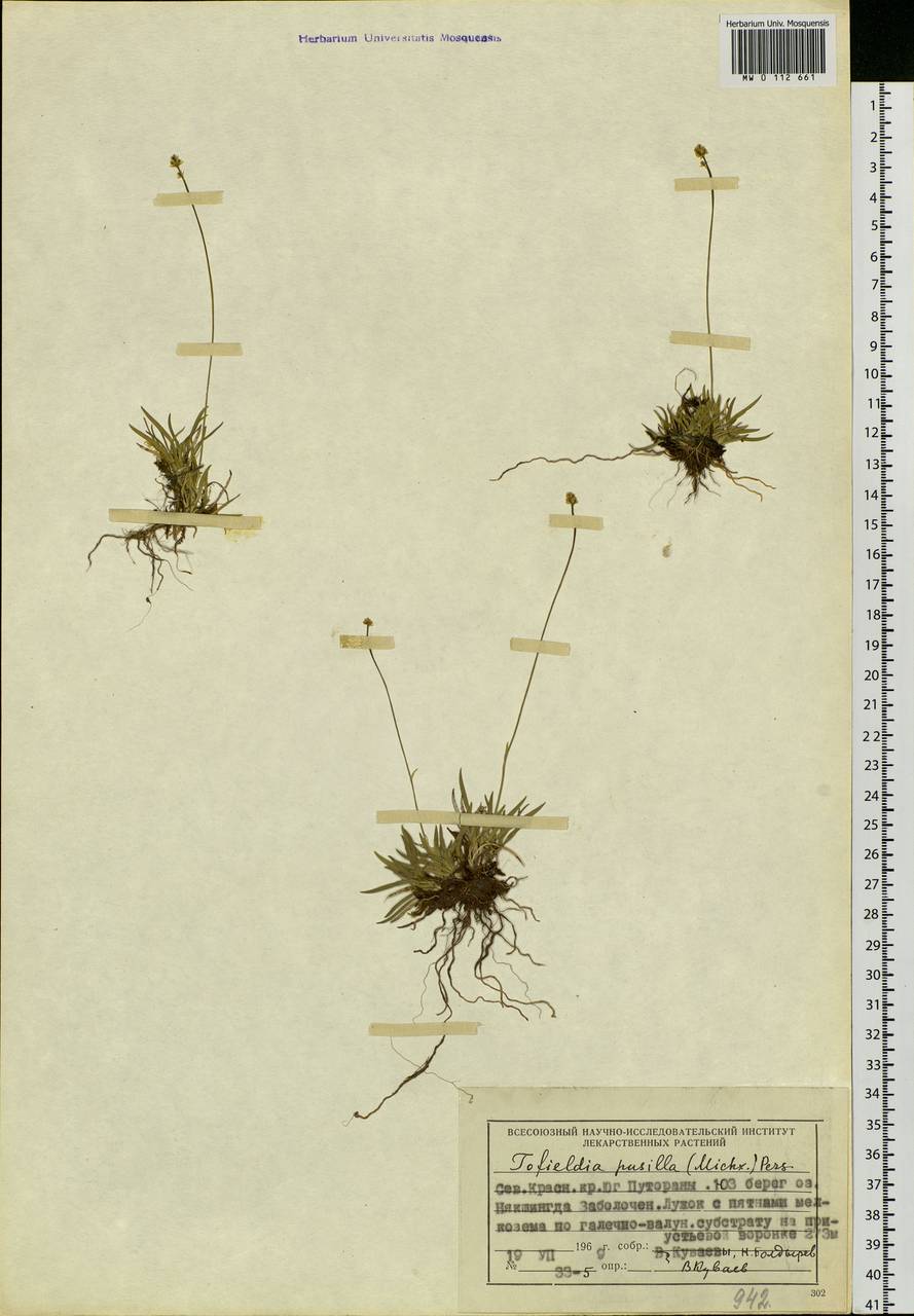 Tofieldia pusilla (Michx.) Pers., Siberia, Central Siberia (S3) (Russia)
