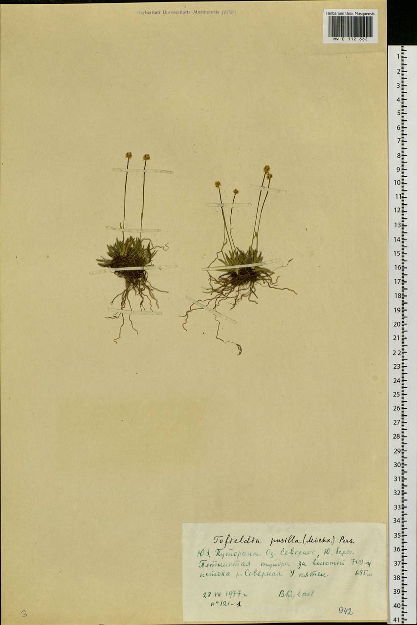 Tofieldia pusilla (Michx.) Pers., Siberia, Central Siberia (S3) (Russia)