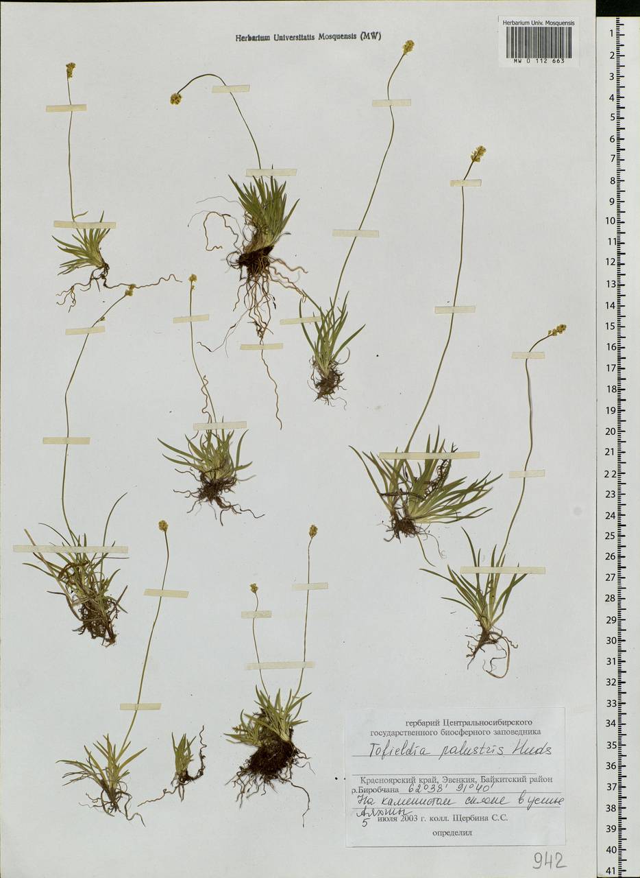 Tofieldia pusilla (Michx.) Pers., Siberia, Central Siberia (S3) (Russia)
