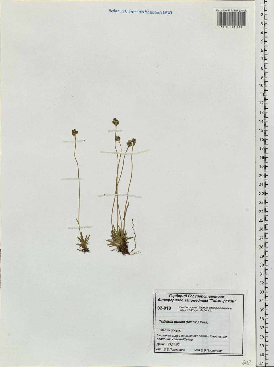 Tofieldia pusilla (Michx.) Pers., Siberia, Central Siberia (S3) (Russia)
