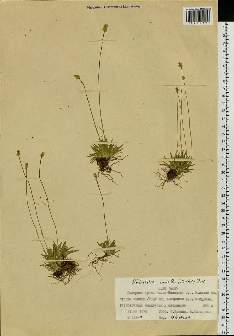 Tofieldia pusilla (Michx.) Pers., Siberia, Western Siberia (S1) (Russia)
