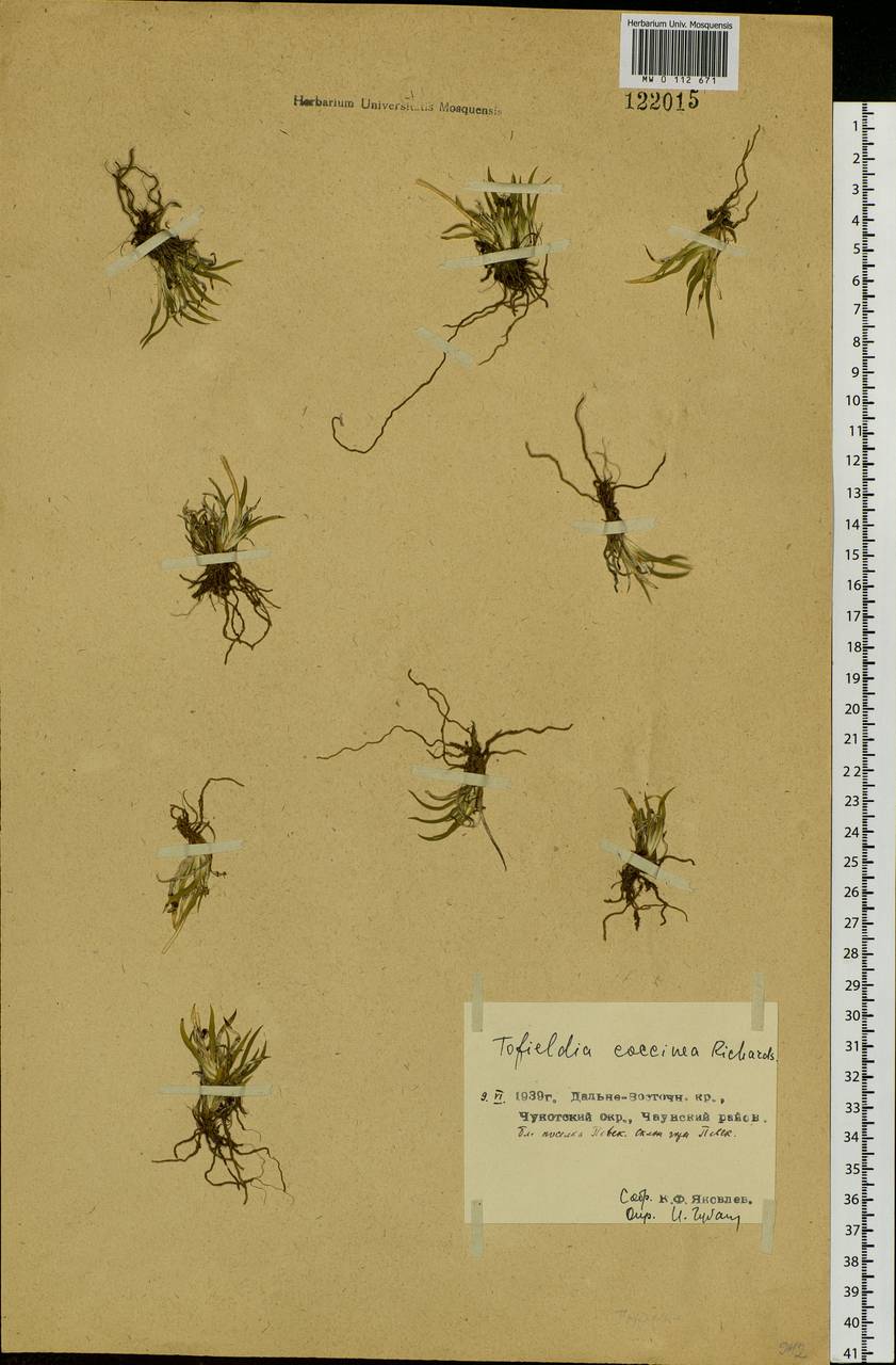 Tofieldia coccinea Richardson, Siberia, Chukotka & Kamchatka (S7) (Russia)