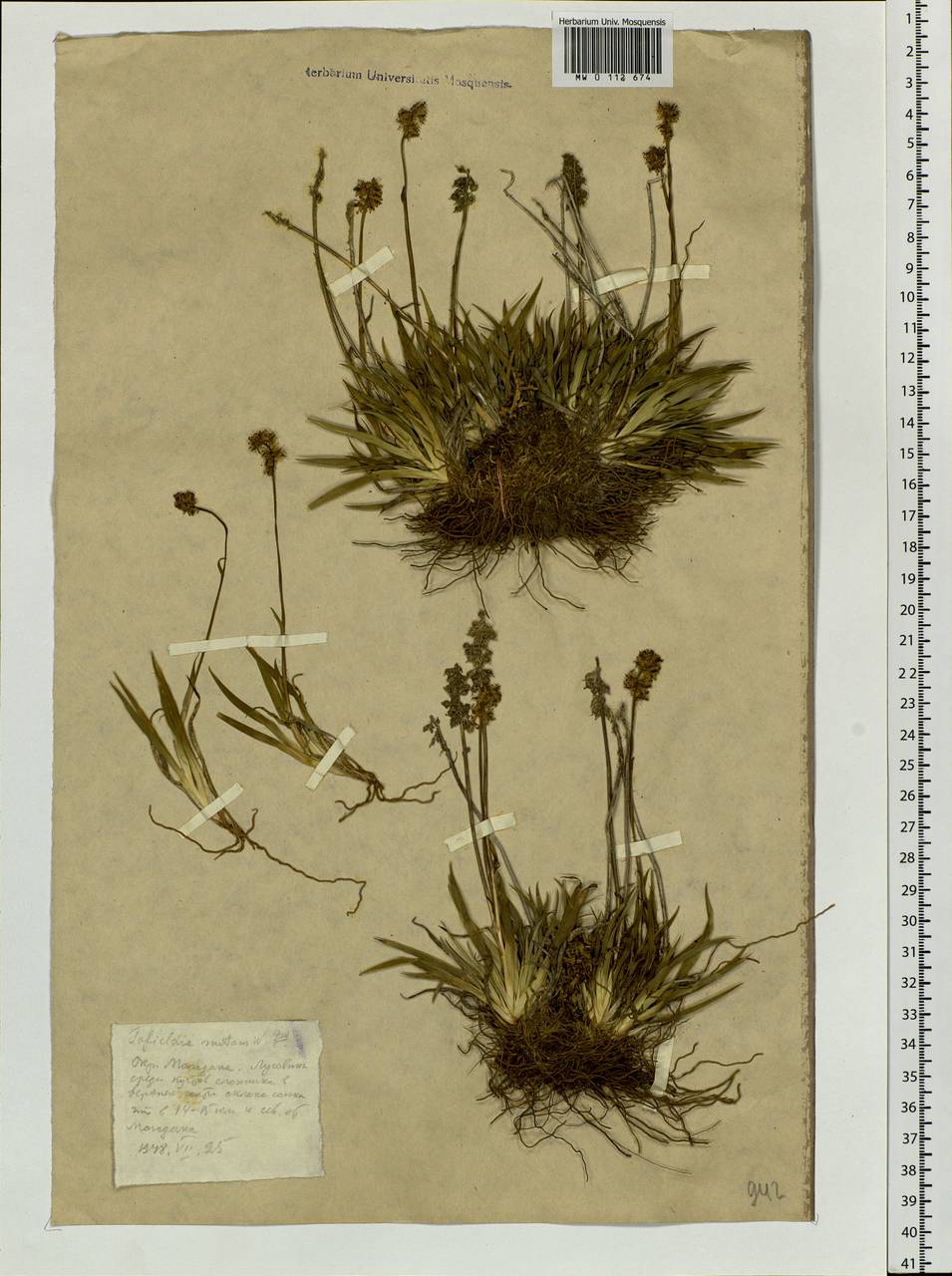 Tofieldia coccinea Richardson, Siberia, Chukotka & Kamchatka (S7) (Russia)