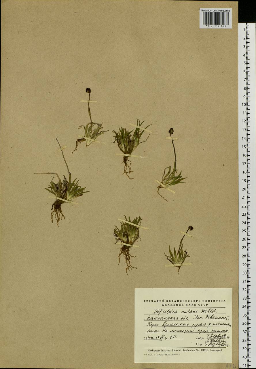 Tofieldia coccinea Richardson, Siberia, Chukotka & Kamchatka (S7) (Russia)