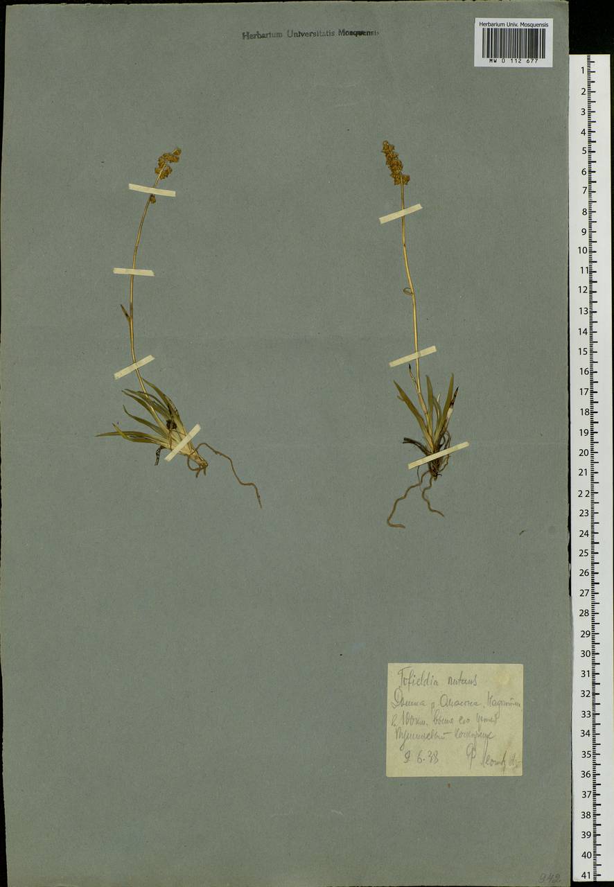 Tofieldia coccinea Richardson, Siberia, Chukotka & Kamchatka (S7) (Russia)