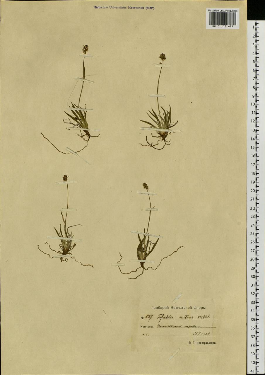 Tofieldia coccinea Richardson, Siberia, Chukotka & Kamchatka (S7) (Russia)