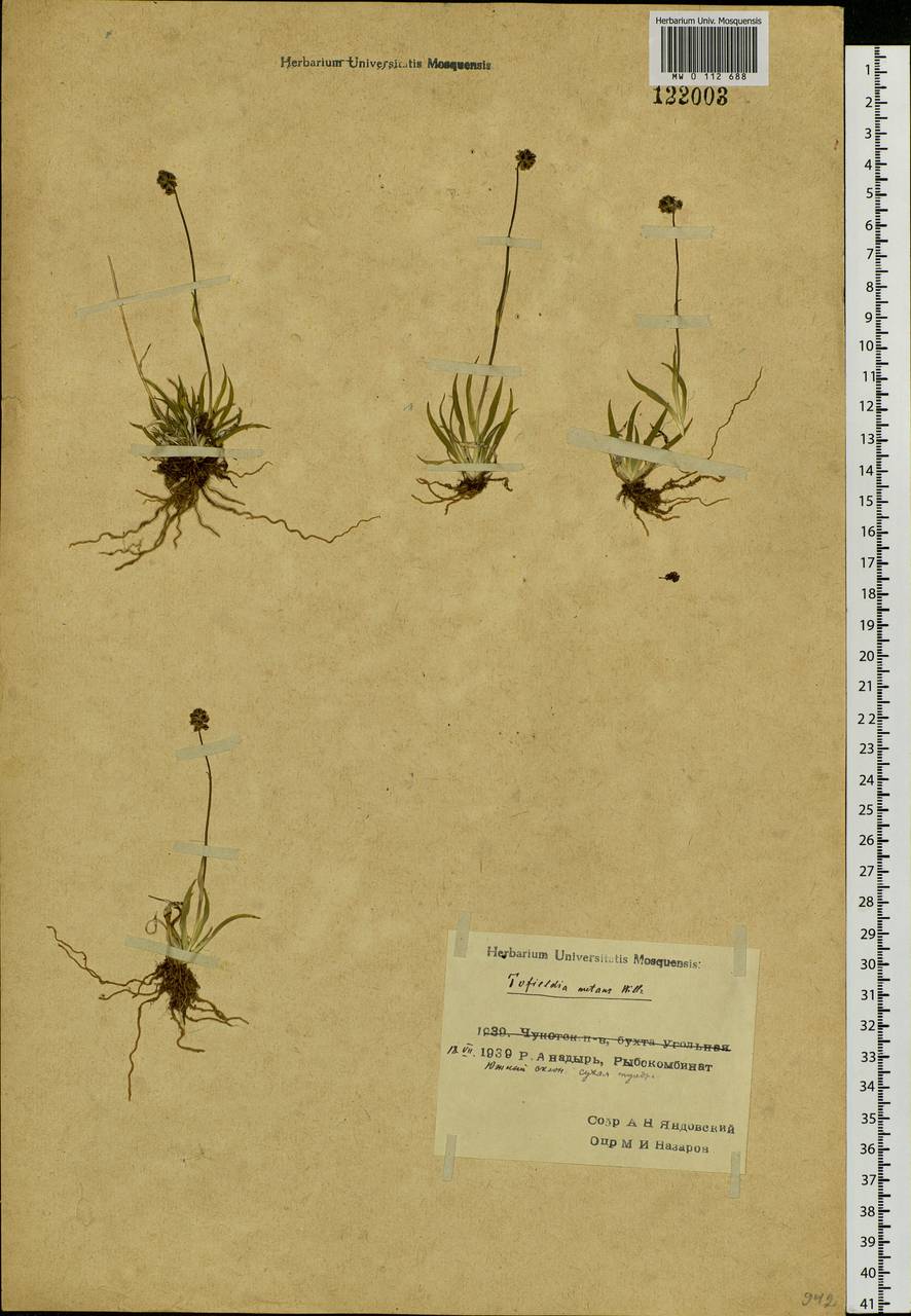 Tofieldia coccinea Richardson, Siberia, Chukotka & Kamchatka (S7) (Russia)