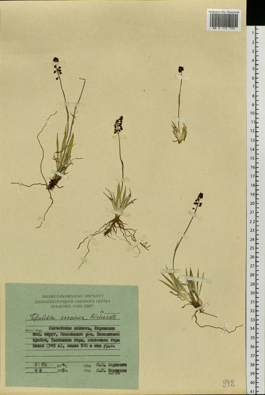 Tofieldia coccinea Richardson, Siberia, Chukotka & Kamchatka (S7) (Russia)
