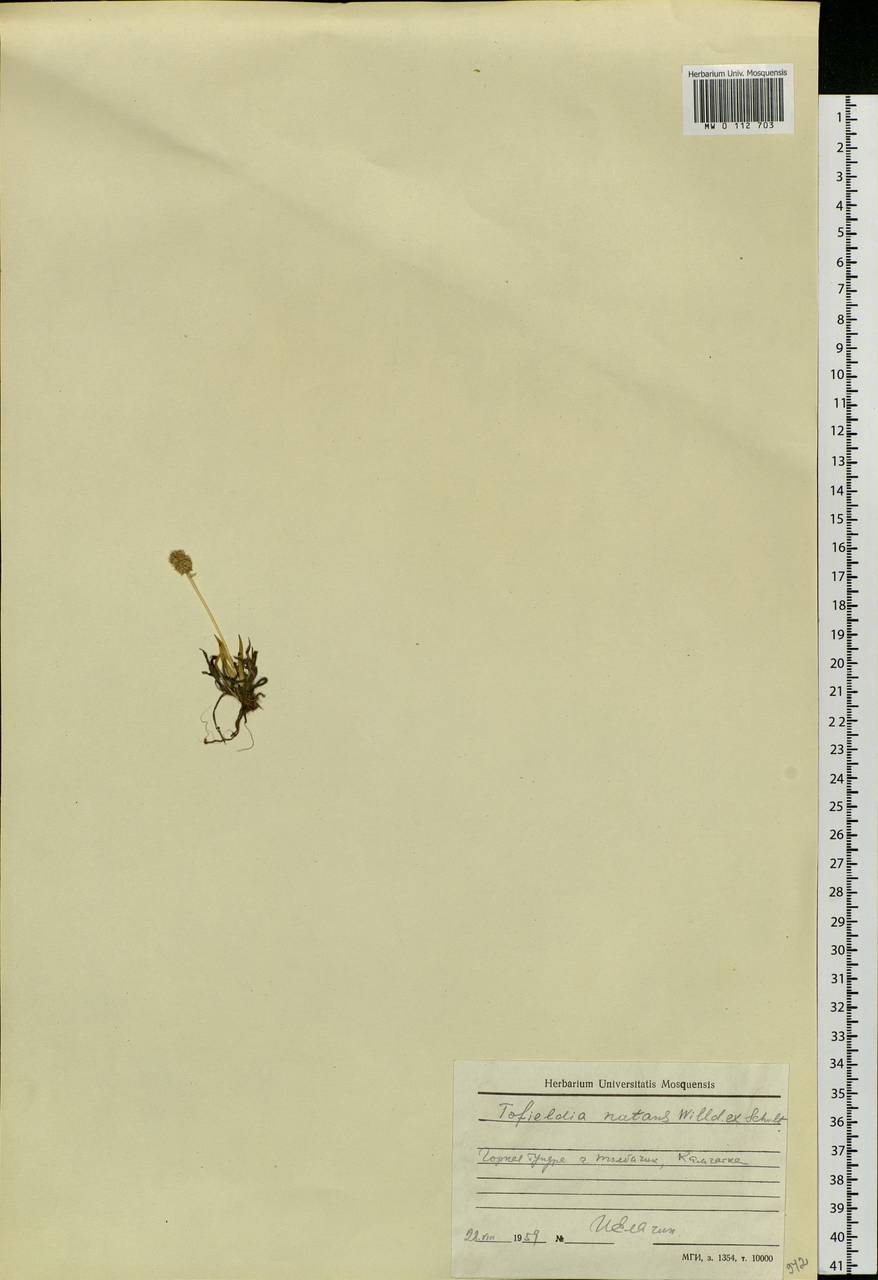 Tofieldia coccinea Richardson, Siberia, Chukotka & Kamchatka (S7) (Russia)