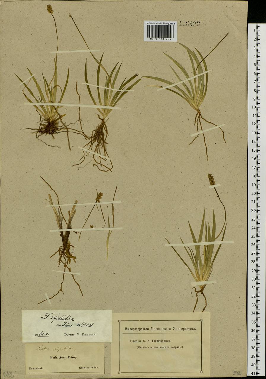 Tofieldia coccinea Richardson, Siberia, Chukotka & Kamchatka (S7) (Russia)