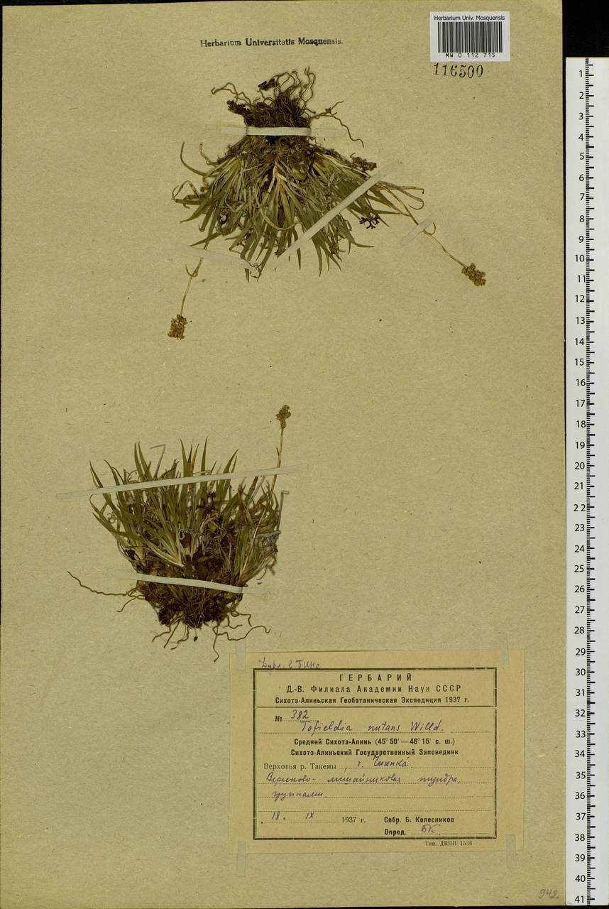 Tofieldia coccinea Richardson, Siberia, Russian Far East (S6) (Russia)